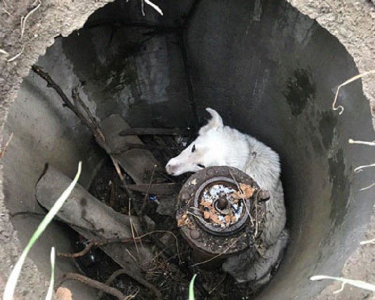 75576607 2690922710928106 8569207560865841152 o