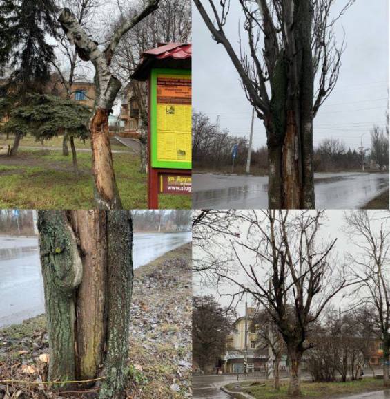 83383162 953365205066041 8068320258533883904 n