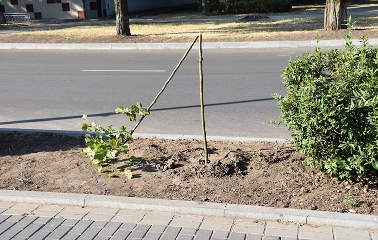 106992121 1071943053208255 7971585289822744774 o