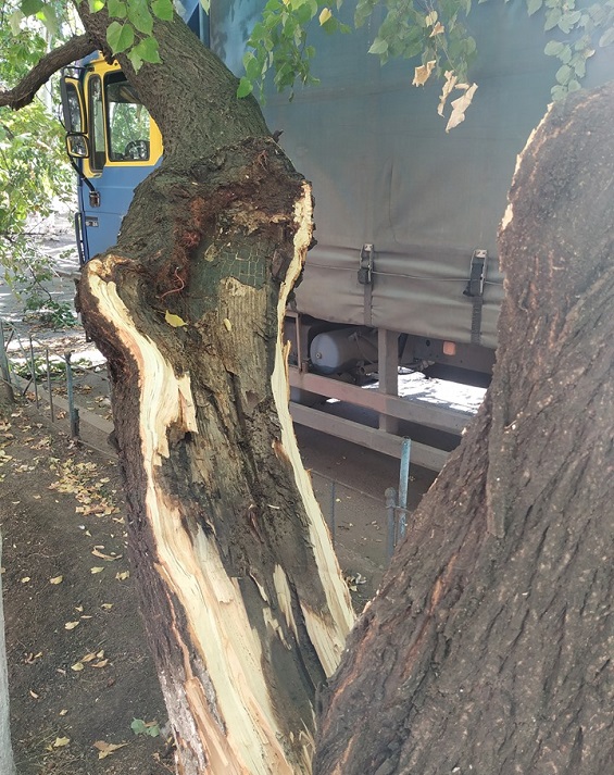 118654300 726596471252493 6483312733714793754 n