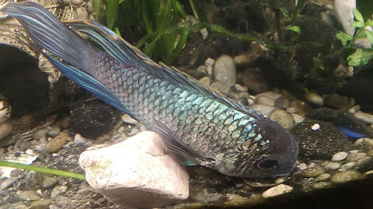 133714408 3963583820360871 3622328325532895480 n