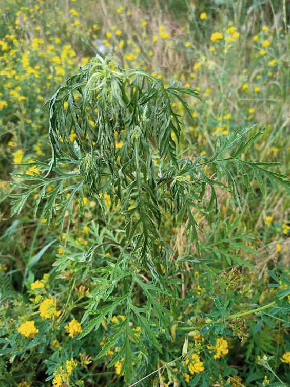 210472613 10215510209667018 5327388597914666479 n