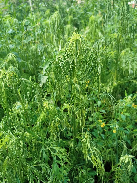 210750250 10215510210067028 3859274687174501112 n