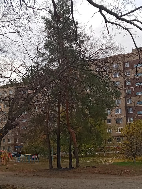 248438640 1750885245105984 1921649757838352775 n