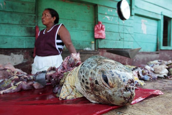 turtle-meat-i