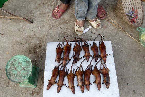 in-canh-nau-vietnam-rats-were-once-eaten-as-a-last-resort-in-cases-of-extreme-hunger-but