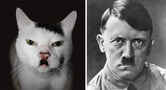 cat-looks-like-other-thing-lookalikes-celebrities-38  700