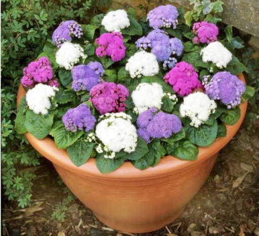 Ageratum