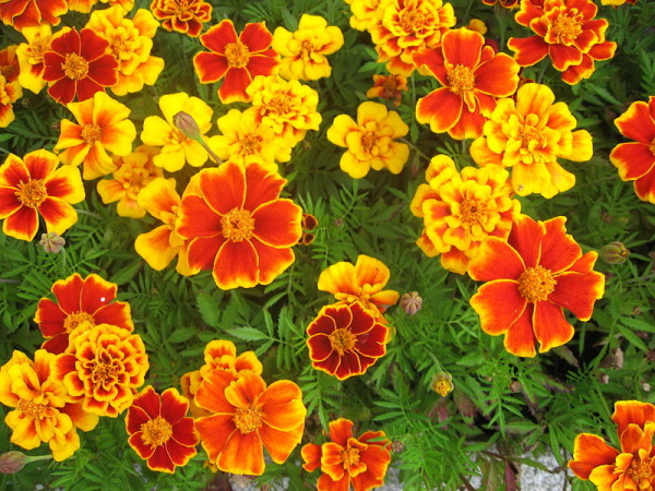 Tagetes-patula-e1497428034924