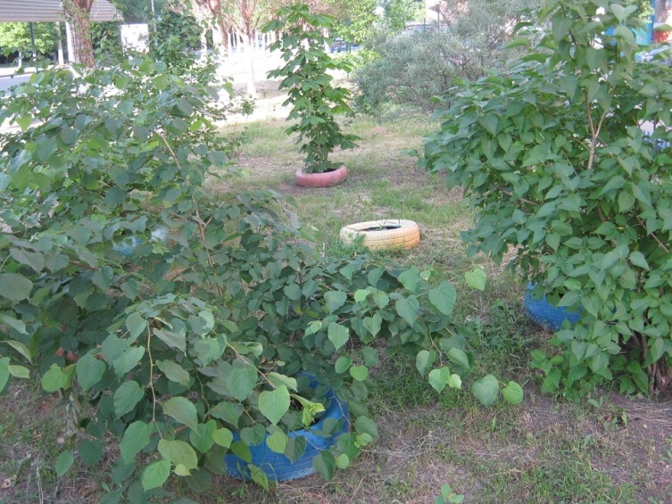 62061126 1671925702951130 8225225975181344768 n