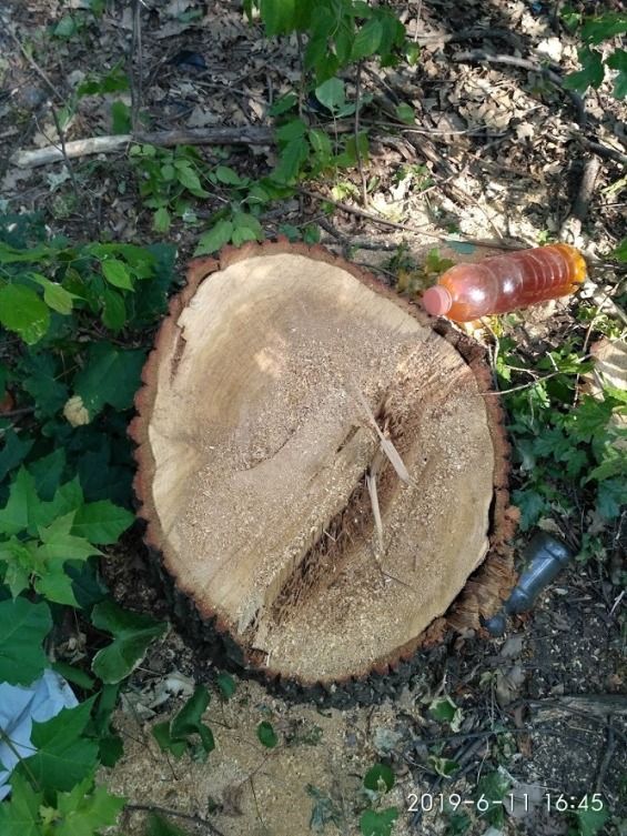 65078046 2212116512228697 4536510278132563968 n