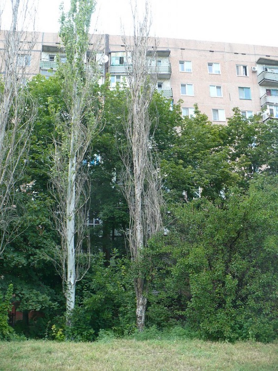 kramatorsk avariini dereva 5 768x1024