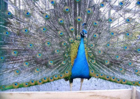 Павлин Царский