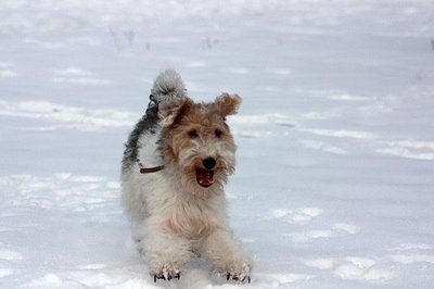 Ирина Бородай