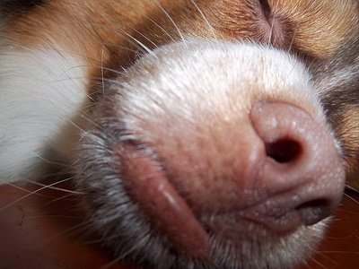 Валерия Диордиященко