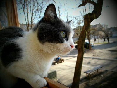 Кошка Мышка