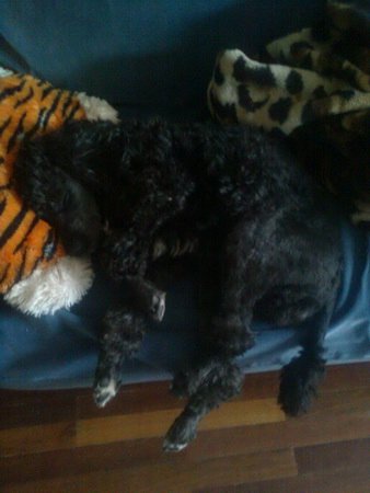 Яна Каминская