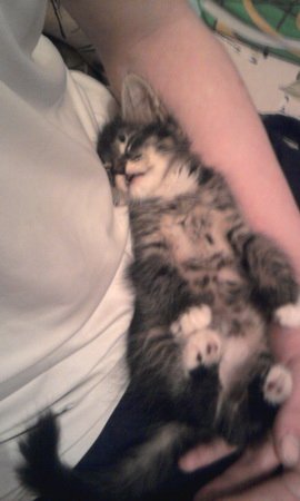 Гавалешко Иванна