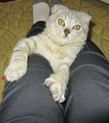Боня
