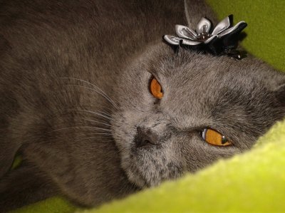 Кошка Мерри