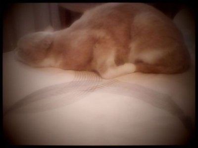 Кот Рыжик