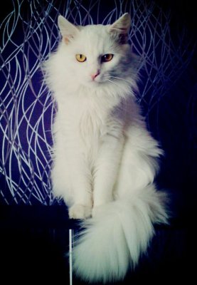 Бакс