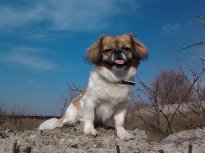 Боня (девочка)