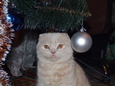 Кот Феликс