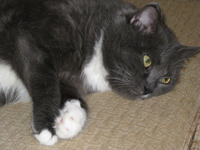 Кошку зовут Маруся