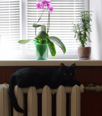 Кошка Соня