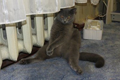 Кошка Сима)))
