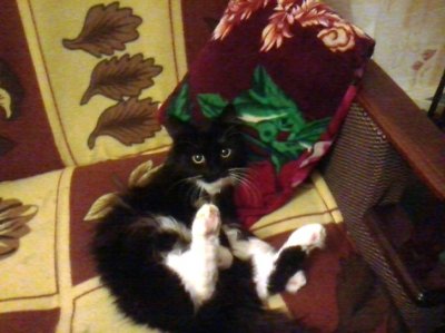 кот-Коди