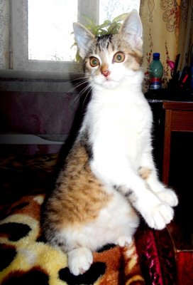 Домашний охранник.