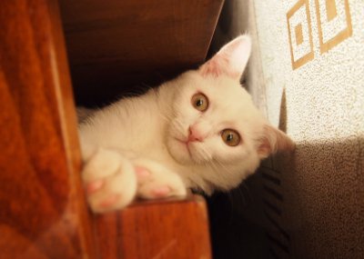 "Кокс")