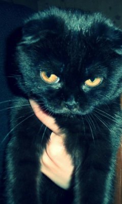 Кошка Машка
