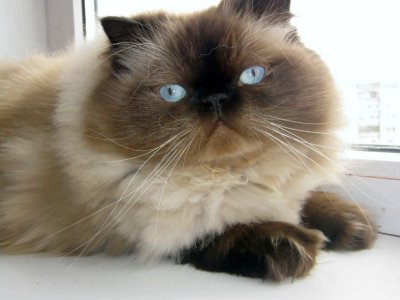 Кот Пушок