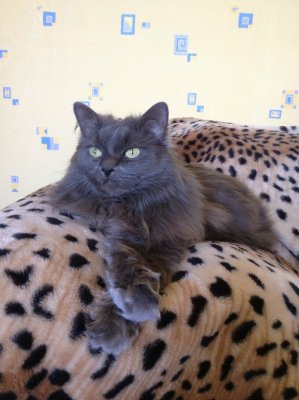 Кот Филипп