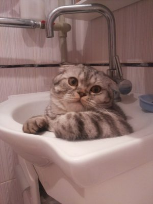 Любимый кот по кличке Бакс)