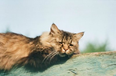 Кот Жорж