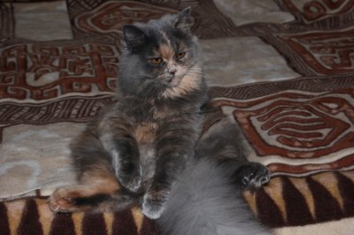 Кошечка Крими