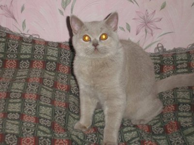 Кошка Леся