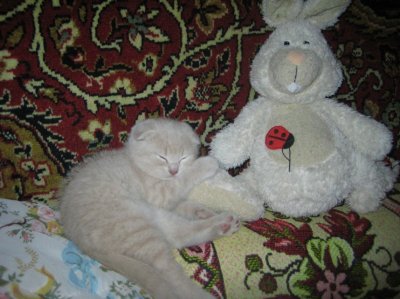 Котик Дюшес.