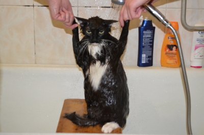 Кошка Лиза